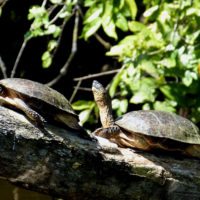 turtles-Tortuguero-NP-Costa-Rica