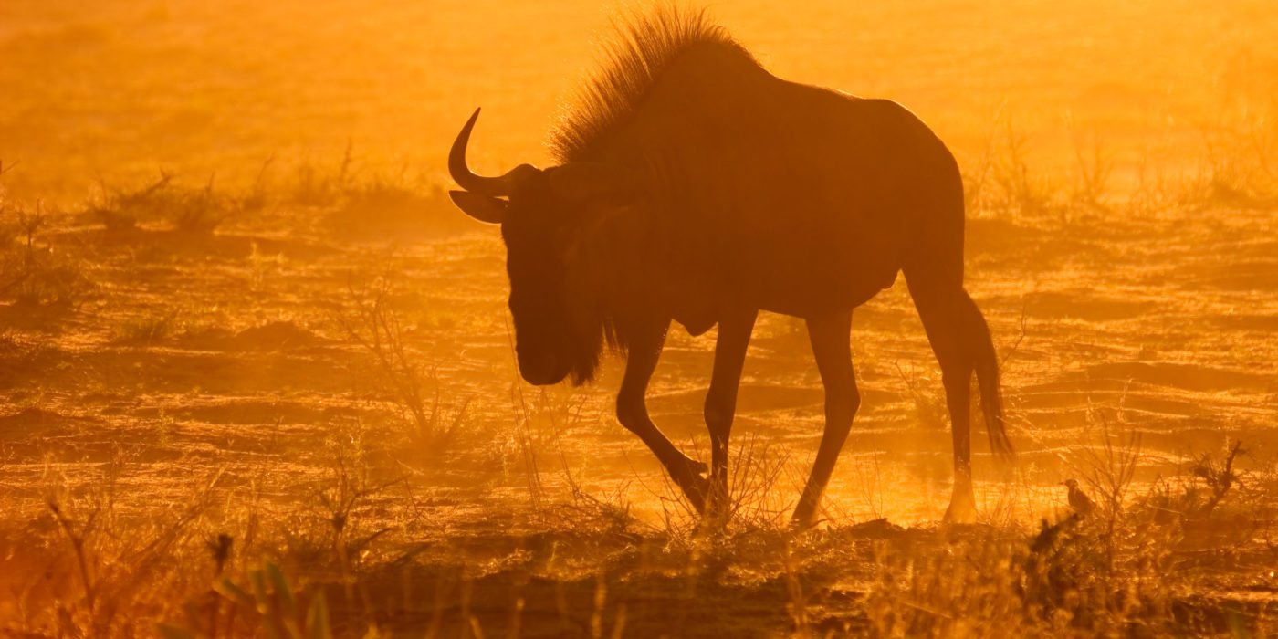 wildebeeste-sunset-south-africa