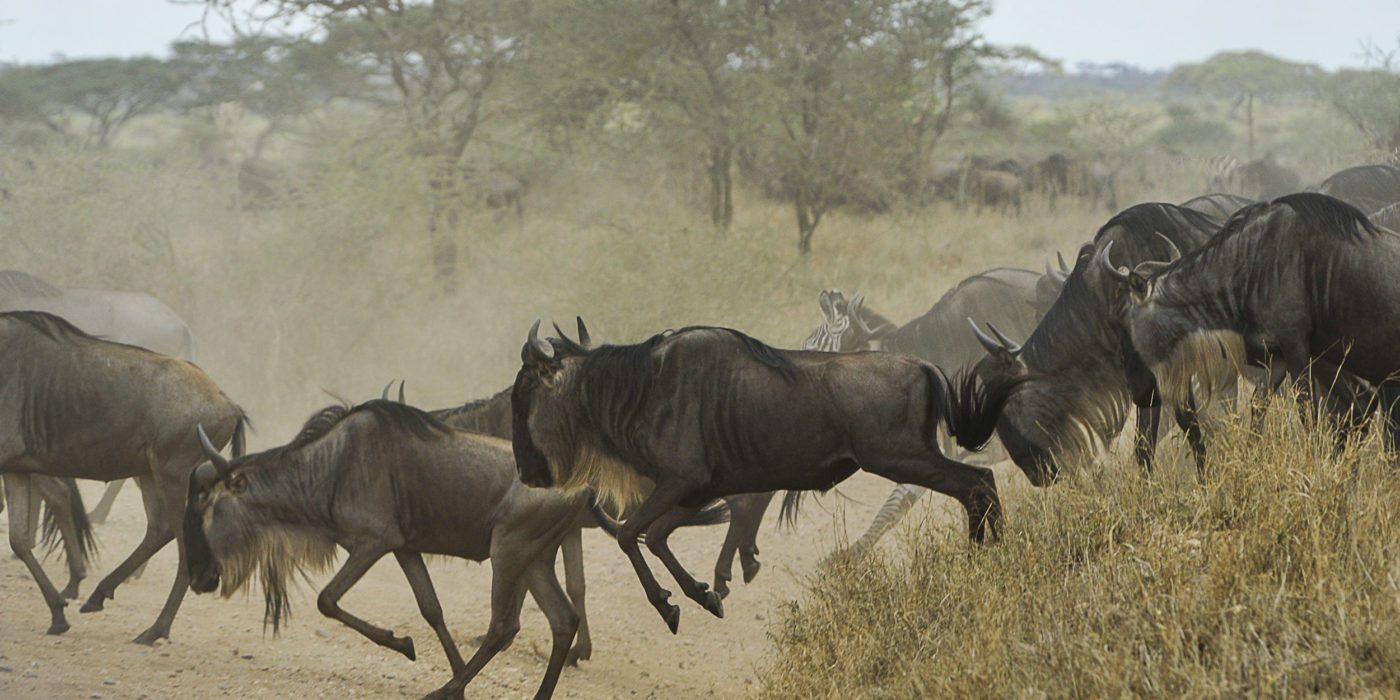 wildebeests-serengeti-np-tanzania