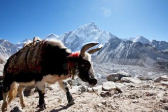 yak-mountain-climbing-nepal