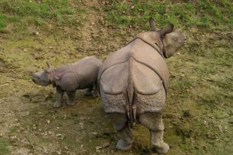 Chitwan-nepal-rhino-with-baby