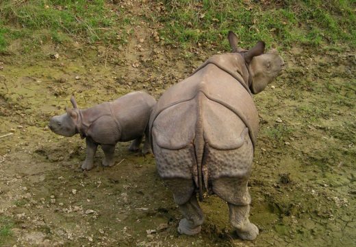 Chitwan-nepal-rhino-with-baby