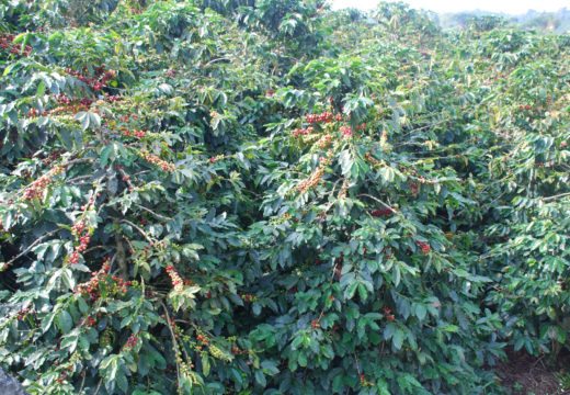 Coffee-plants-Colombia