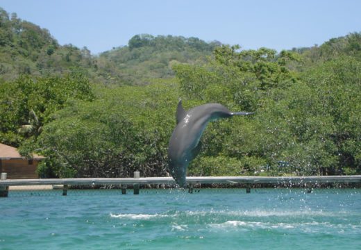 dolphin-Honduras