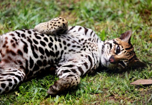 Ocelot-Animal-Orphanage-Iquitos