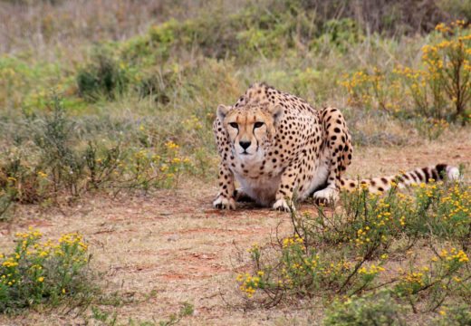 cheetah-kruger-nat'l-park-south-africa