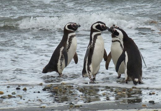 chile-penguins-punta-arenas-patagonia