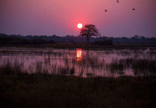 chobe-sunset-botswana