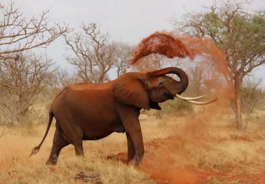 elephant-laikipia-plateau-kenya