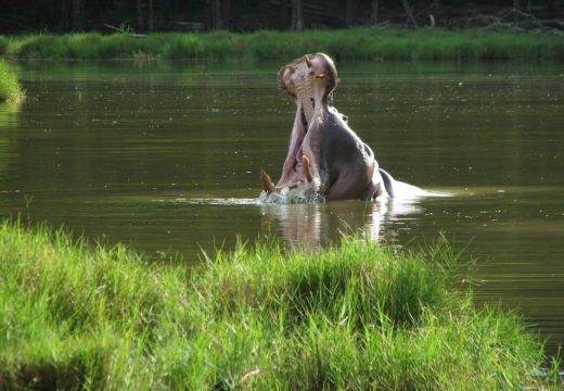 hippo-samburu-kenya