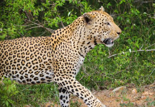 leopard-srilanka