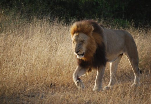 lion-south-africa