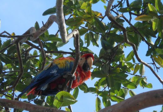 macaw-popayan-colombia