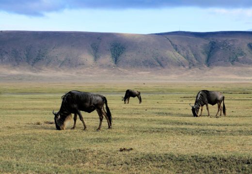 national-park-ngorongoro-tanzania