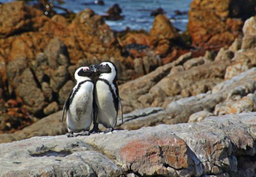 penguins-south-africa
