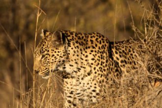 sabi-sands-leopard-botswana