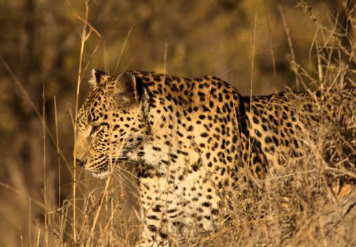 sabi-sands-leopard-botswana