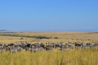 safari-Masaai-Mara-kenya