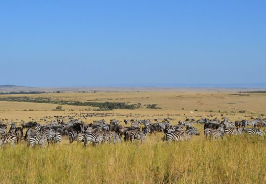 safari-Masaai-Mara-kenya