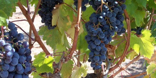Chilean-wine-grapes-Chile