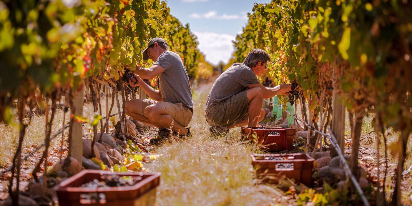 Harvesting-winery-argentina