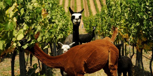 Llamas-in-the-vineyard-Chile