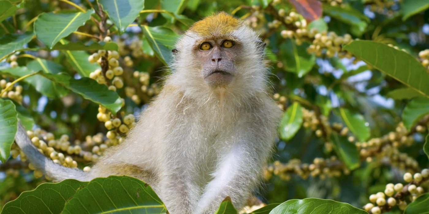 Monkey_Bali_Indonesia