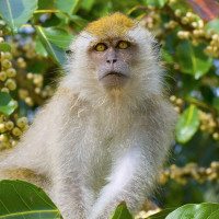 Monkey_Bali_Indonesia
