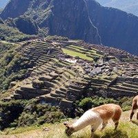 Peru_bg_Machupicchu_with_llamas