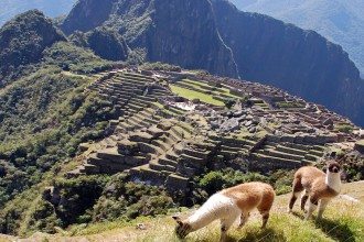Peru_bg_Machupicchu_with_llamas
