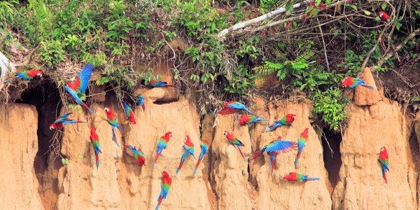 Peru_health_river_wildlife_center_parrots