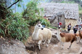 A group of llamas near the Machu Picchu site in Peru