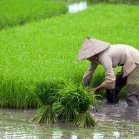 Rice_picking_Cambodia