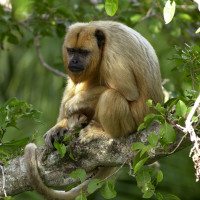 macaco_monkey_pantanal_brazil