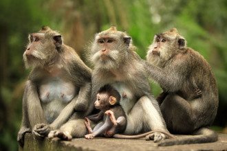 monkeys_Bali_Indonesia