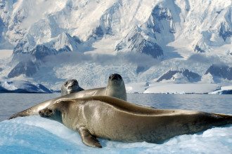 Antartica_Seals