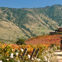 Colchagua_Valley_Wine_Route_Chile