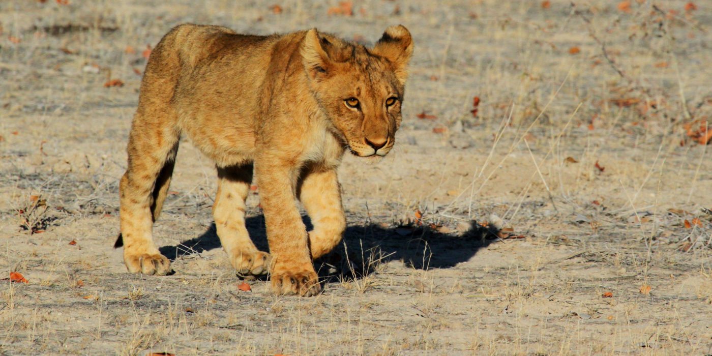 Feature-Photo-namibia-lion-cub-Mission-Conservation