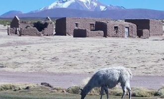 Uyuni-Ruins-Llama-Bolivia
