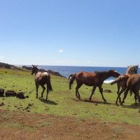easter-island-horses-chile