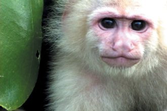 Capuchin-Monkey-Panama