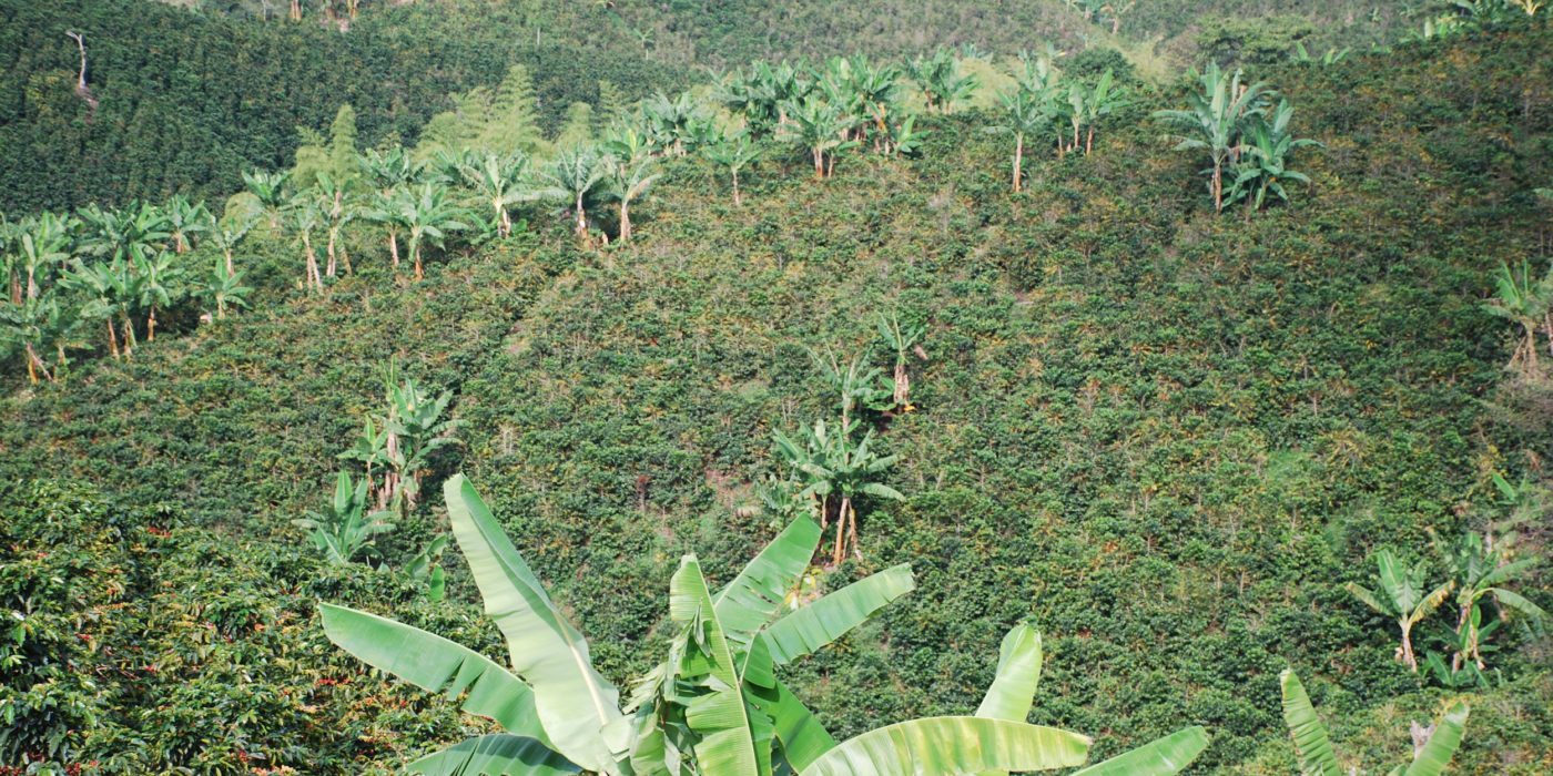 Coffee-fields-Colombia