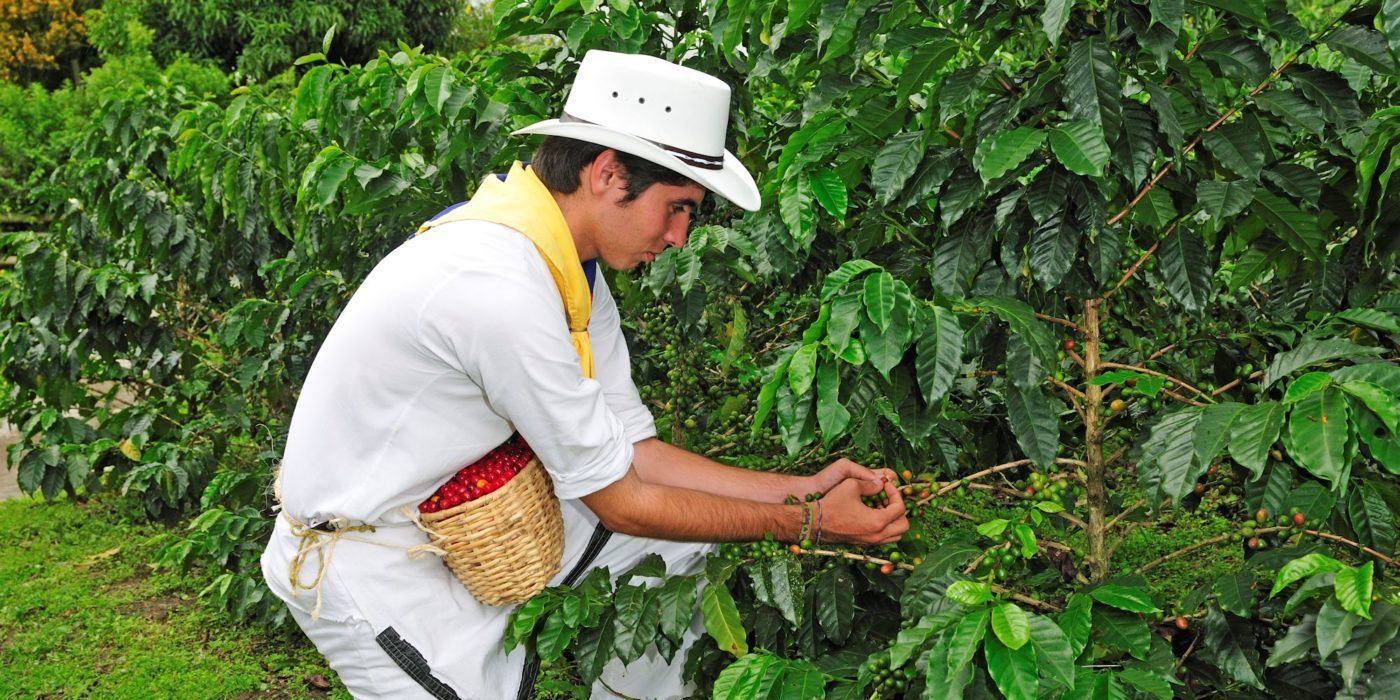 Colombia_Harvesting_coffee_Buenavista