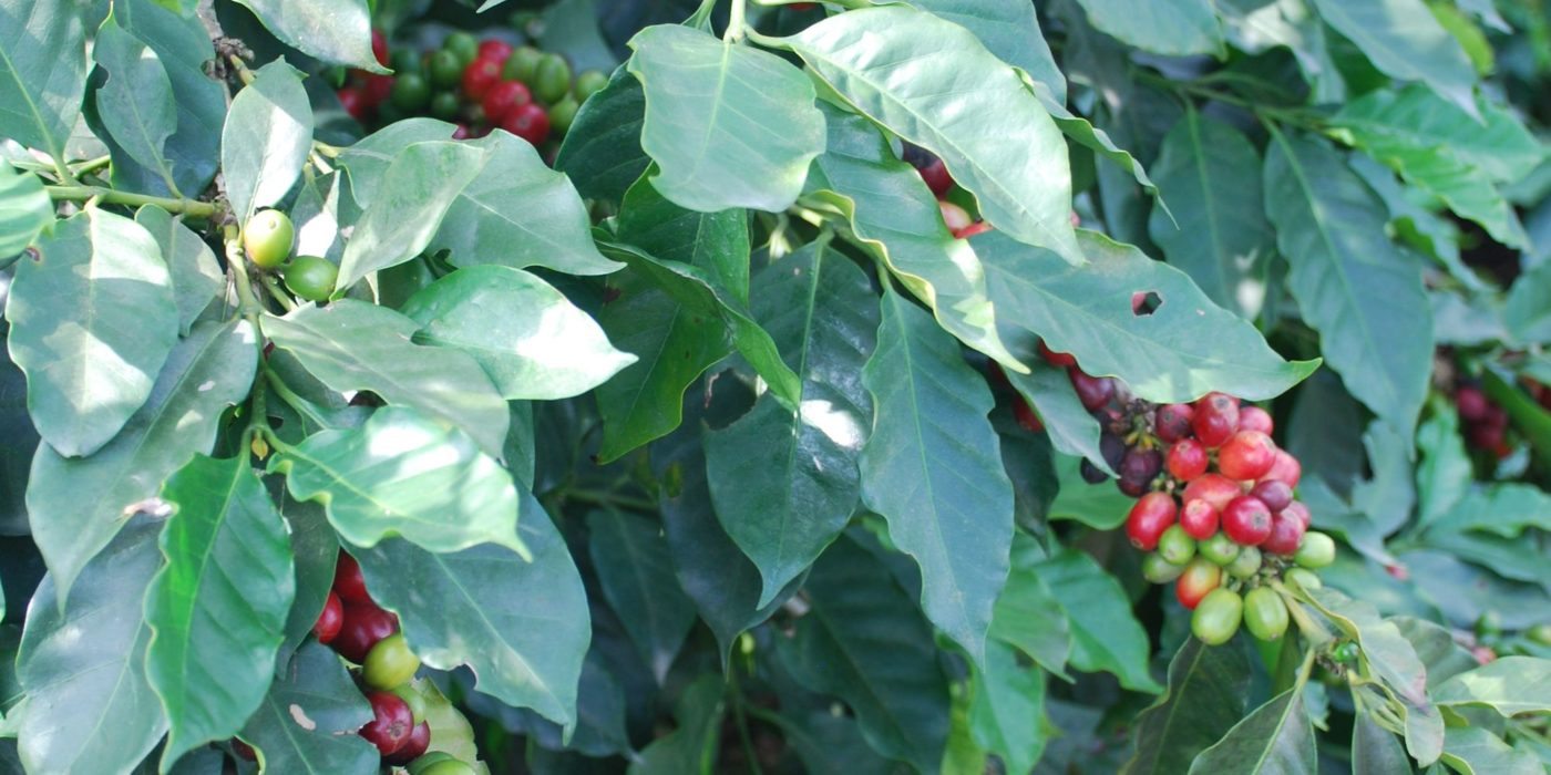 Colombia_coffee_plant