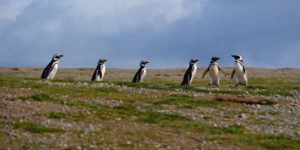 Magdalena-Island-penguins-Chile