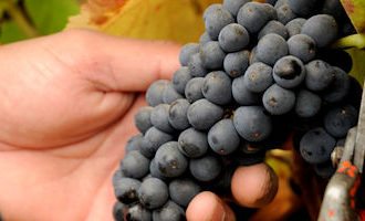 Matetic-Grapes-Chile