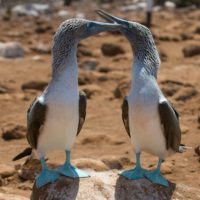 blue-footed-boobies-galapagos-ecuador