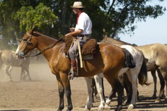 horses-gaucho-argentina