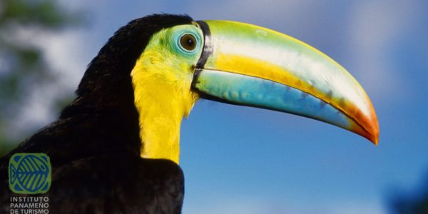 keelbilled-toucan-Panama