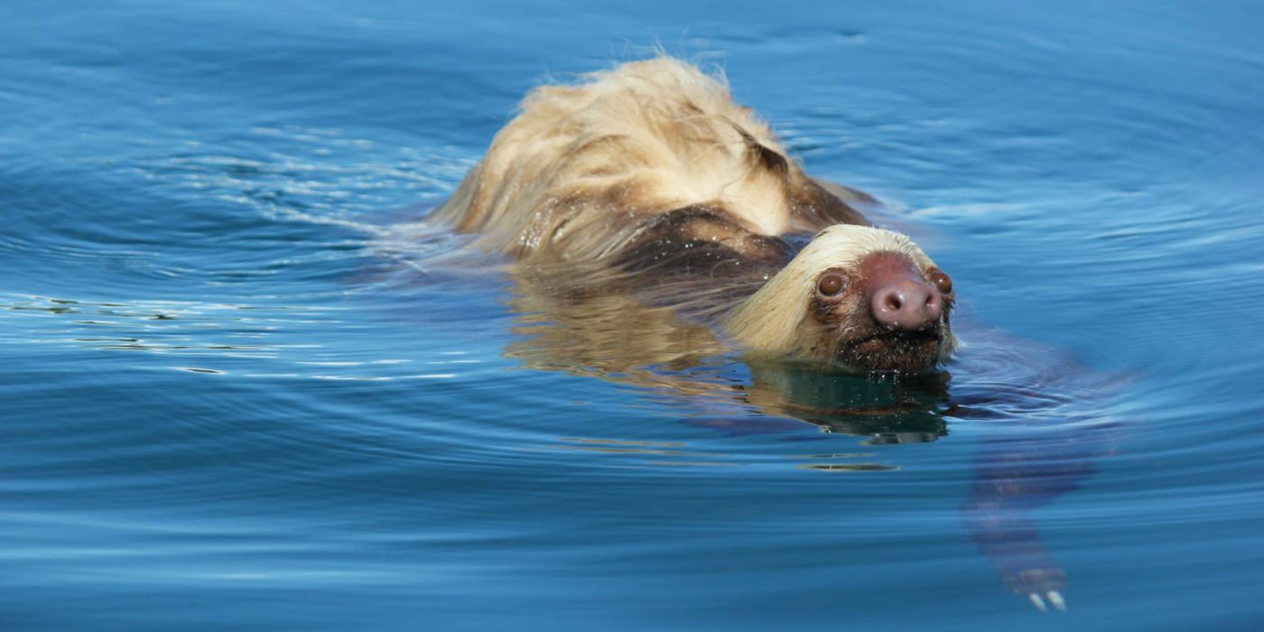 swimming-sloth-Panama